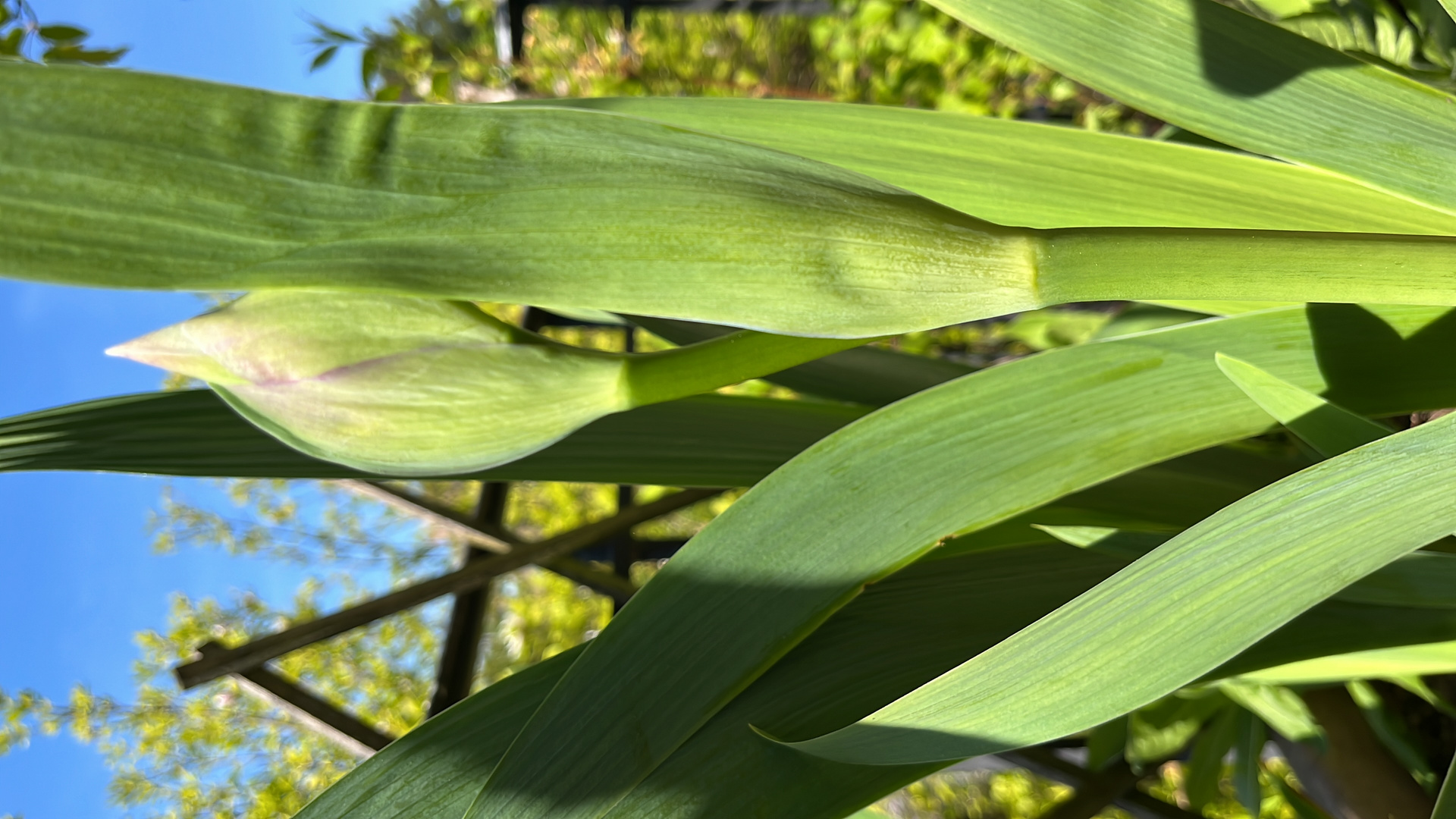 Ich freue mich auf die Blüten