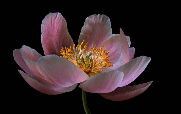 Ich freue mich jedes Jahr auf die schönen Pfingstrosen - ( Stacking Bild )    