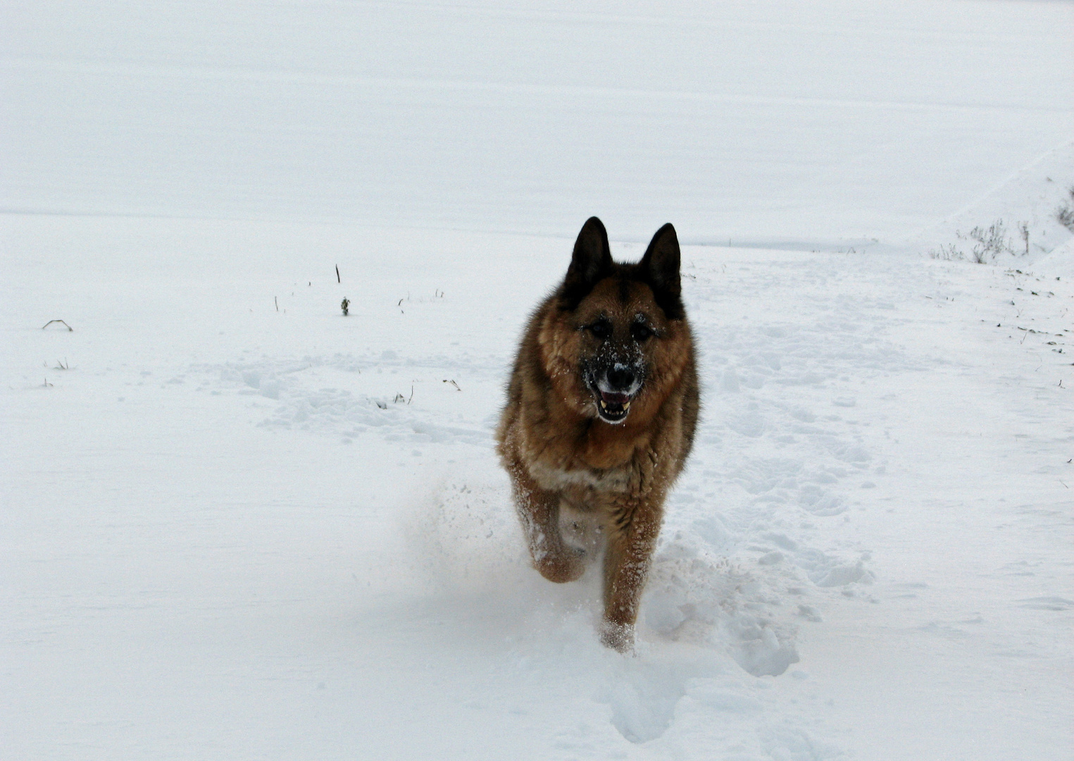 Ich freue mich wie ein Schneekönig