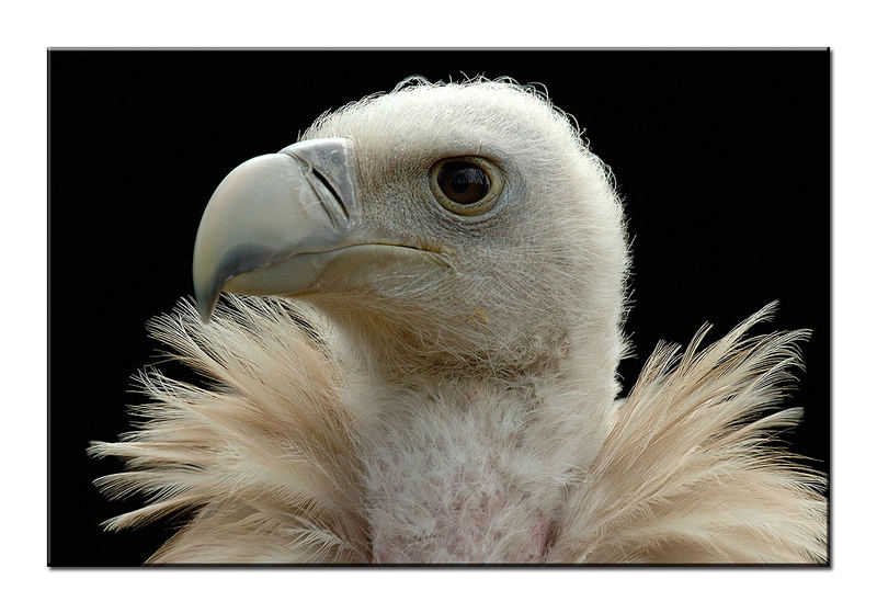 Ich fühl mich heut echt flauschig Foto & Bild tiere, zoo, wildpark & falknerei, vögel Bilder
