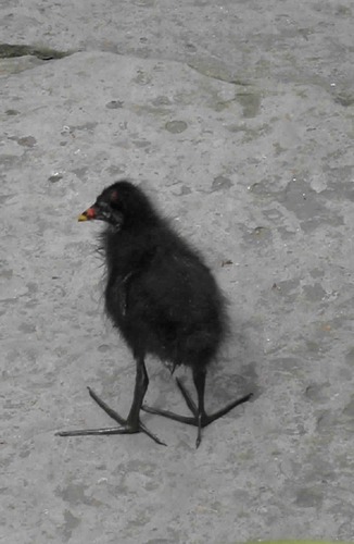 Ich Fuhl Mich So Allein Foto Bild Tiere Wildlife Wild