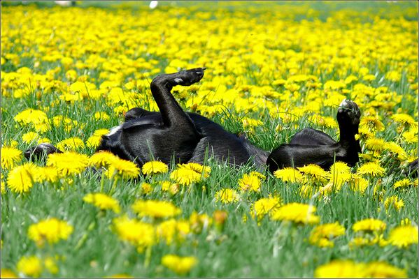 Ich fühl mich wohl!!!