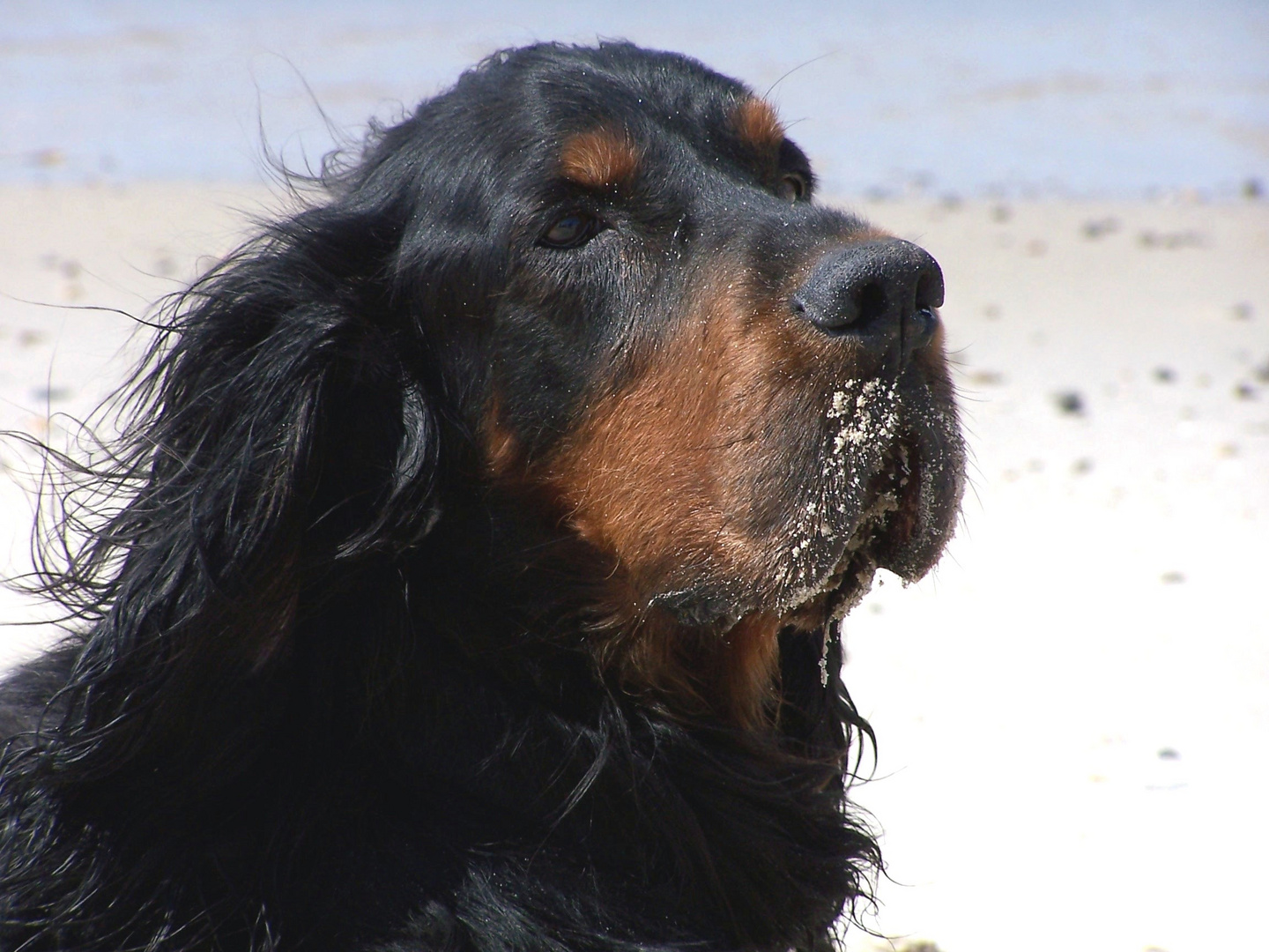 Ich fühl mich wohl am Strand...