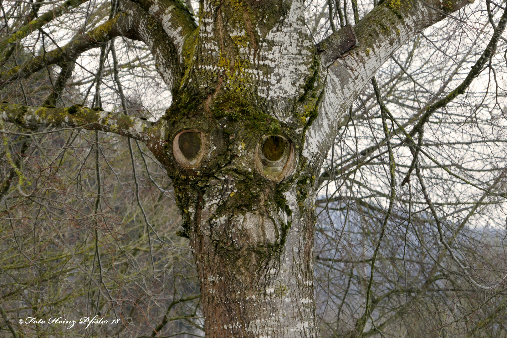 Ich Fuhle Mich Beobachtet Foto Bild Pflanzen Pilze Flechten