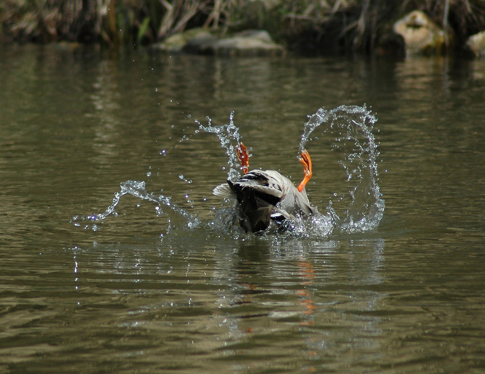 ``Ich fühle mich im Wasser sehr wohl ``