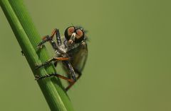 Ich fühlte mich beobachtet