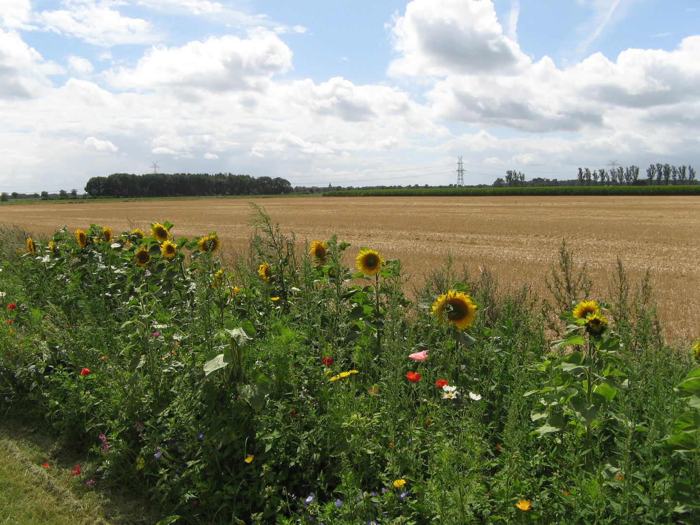 Ich fuhr und fand Blumen am Feldrand