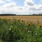 Ich fuhr und fand Blumen am Feldrand