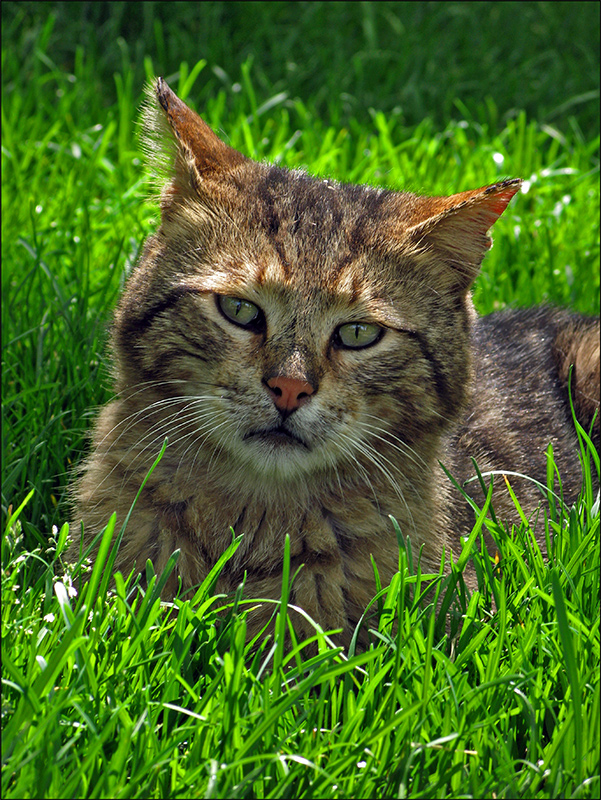 "Ich gab einer Katze einen Befehl, und die Katze gab ihn ihrem Schwanz weiter."