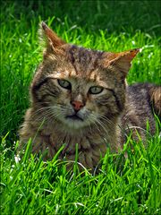 "Ich gab einer Katze einen Befehl, und die Katze gab ihn ihrem Schwanz weiter."