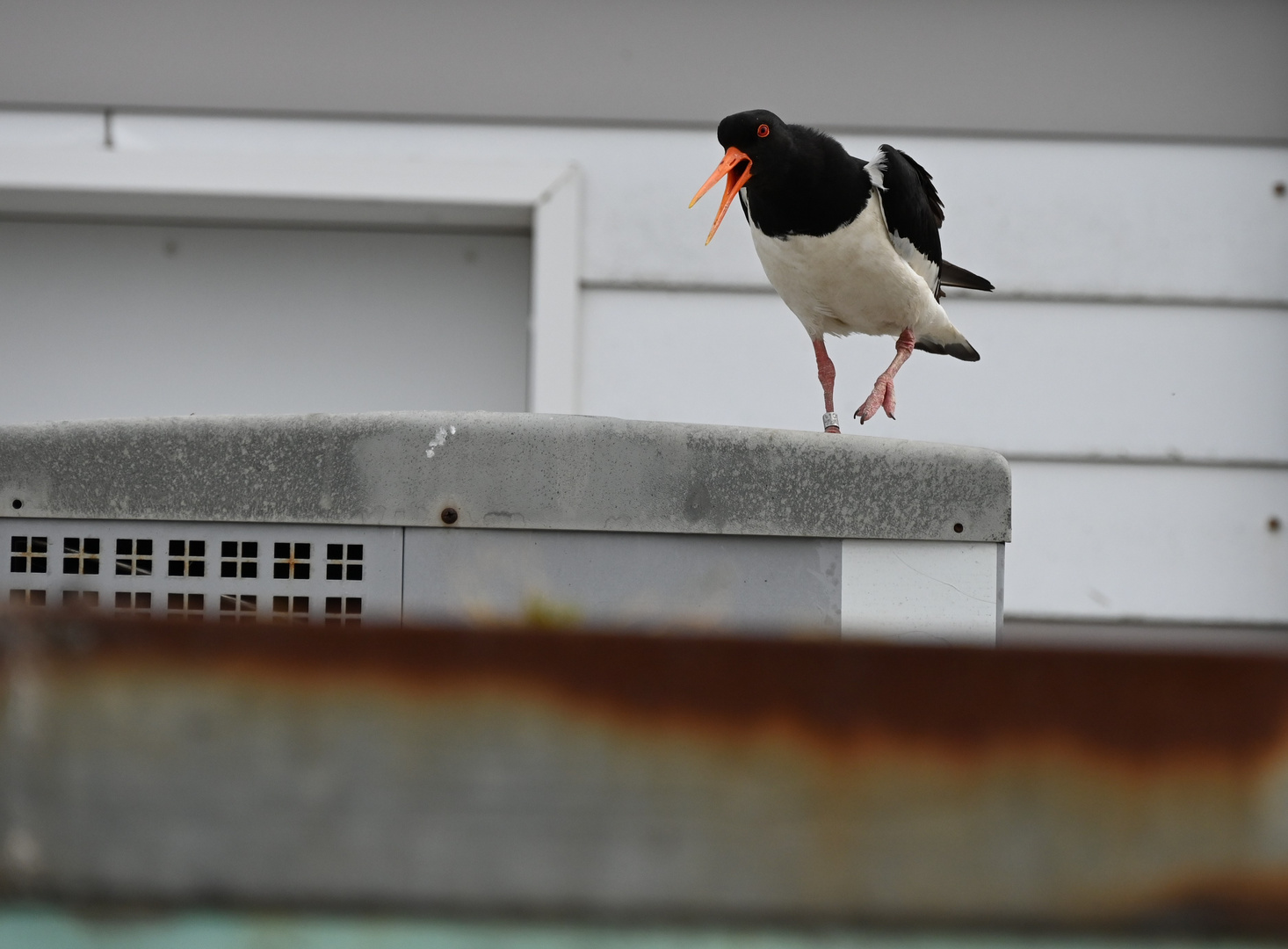 Ich geb dir gleich "Rohrspatz"