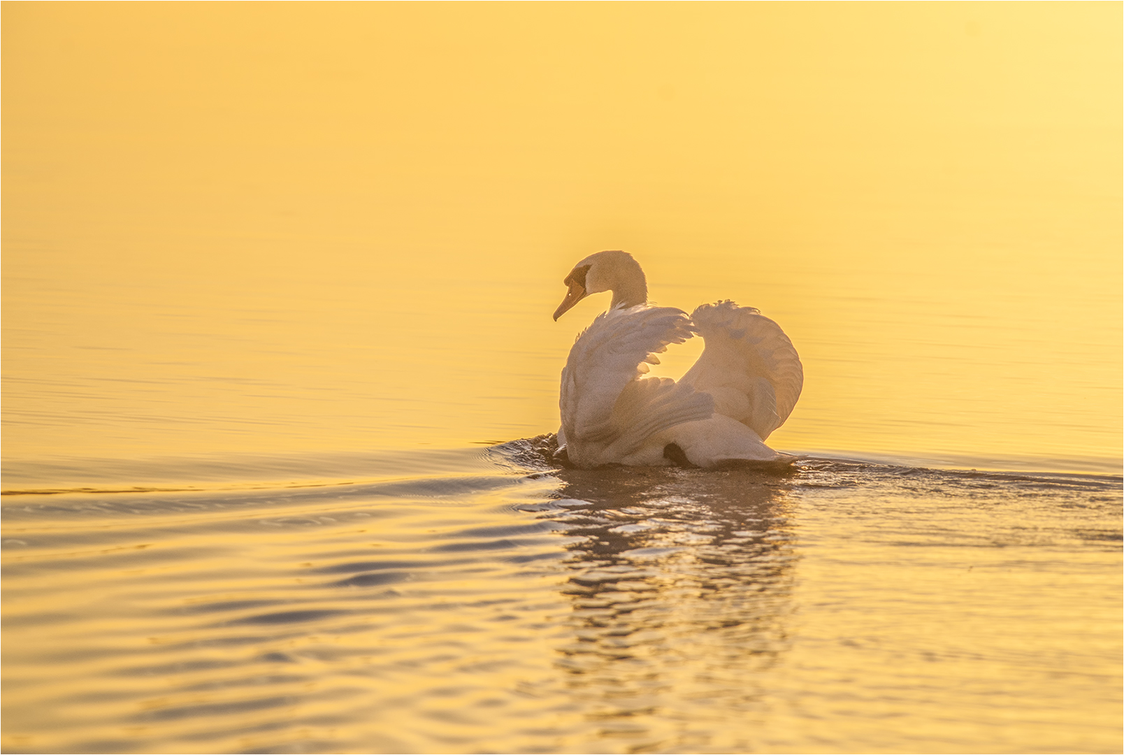 … Ich geb mal 'ne Runde „Schwan“ aus …