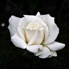 „Ich gebe Ihnen eine weiße Rose heute“