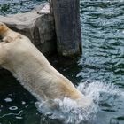 Ich geh mal ne Runde schwimmen!