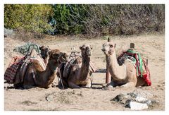 Ich geh meilenweit für ein Camel.