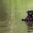 Ich geh nicht weiter .... Wasser mag ich nicht!