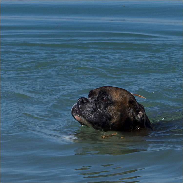 ich geh schwimmen