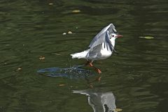 Ich geh übers Wasser.....