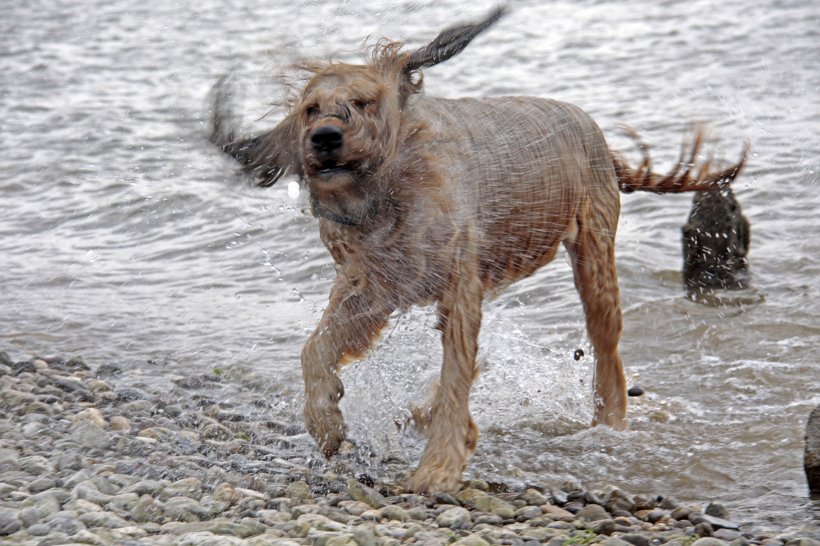 ich gehe baden, Frauchen bekommt die Dusche