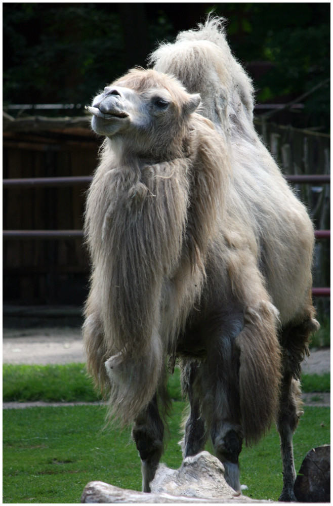 "Ich gehe meilenweit für eine Camel"