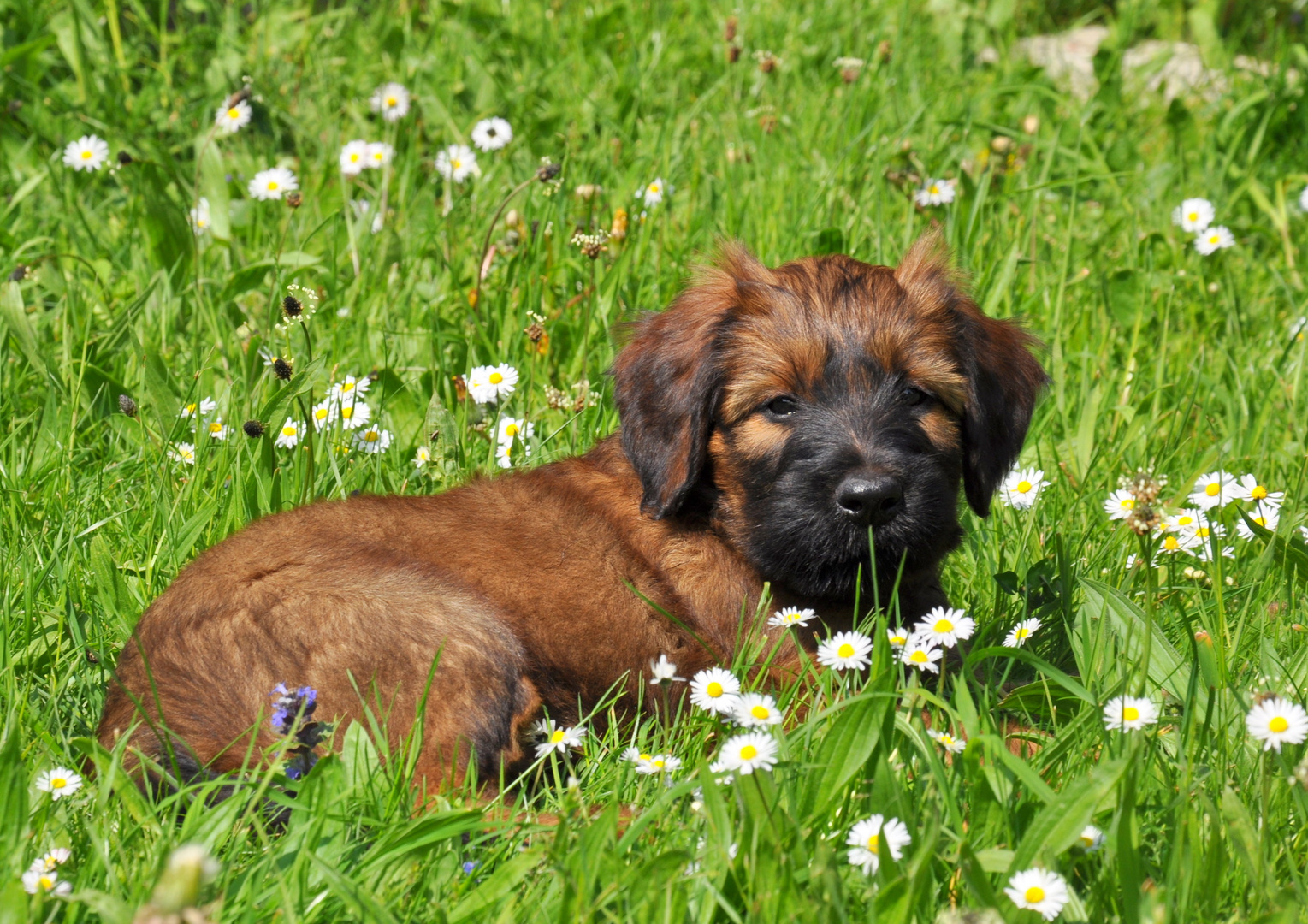 Ich genieße den Frühling