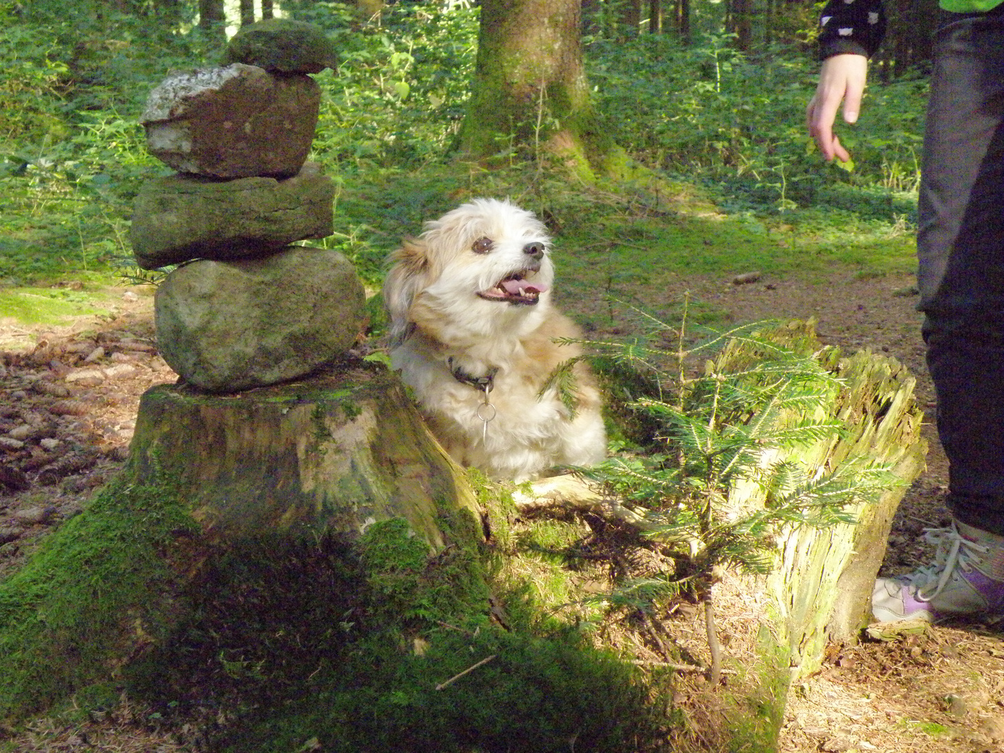 Ich genisse die Sonne im Wald.