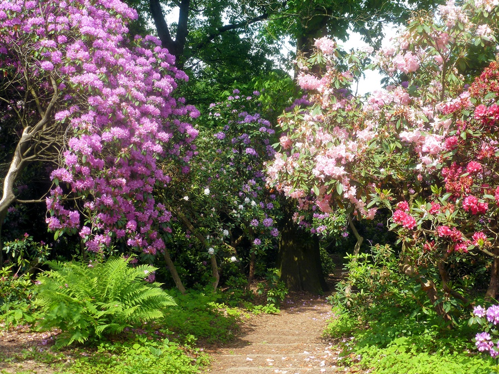 Ich ging durch das Rhododendrontal...