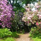 Ich ging durch das Rhododendrontal...