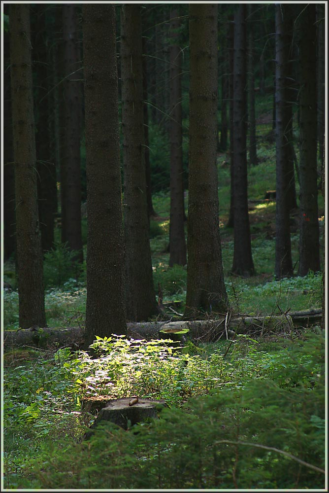 Ich ging im Walde so für mich hin......