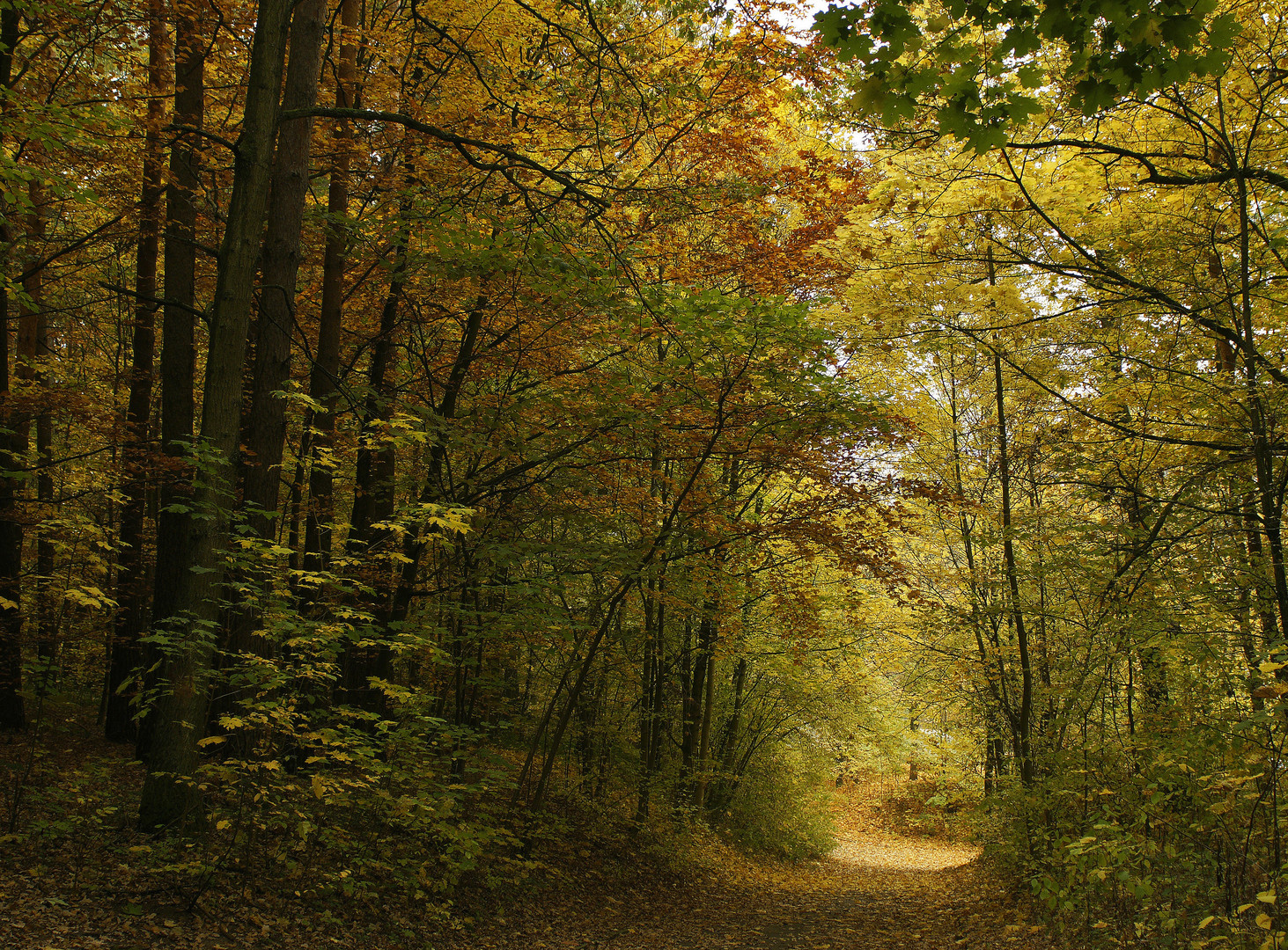 Ich ging im Walde so für mich hin..