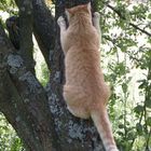 Ich glaub da sitzt ein Vogel am Baum