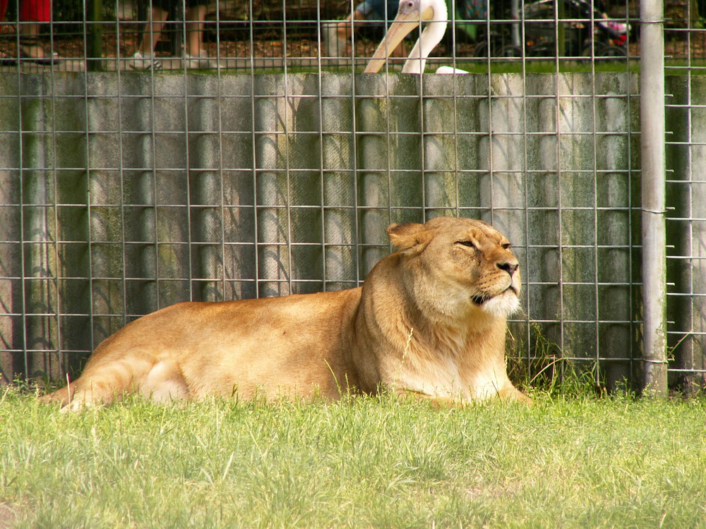 Ich glaub die Löwin konnte ihr Futter schon riechen .-)