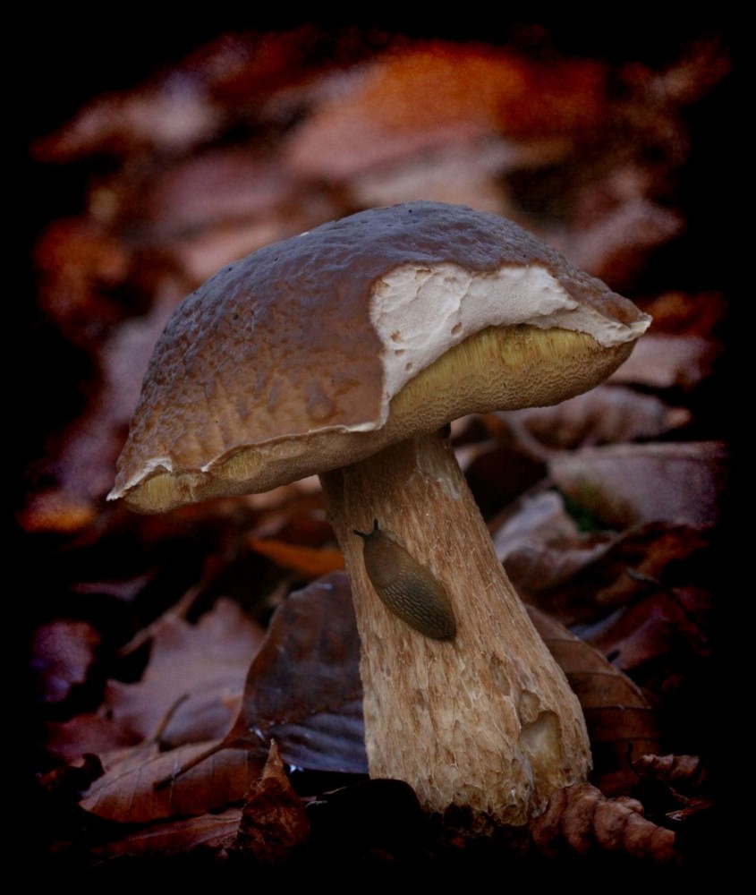 Ich glaub, ein Steinpilz ?!