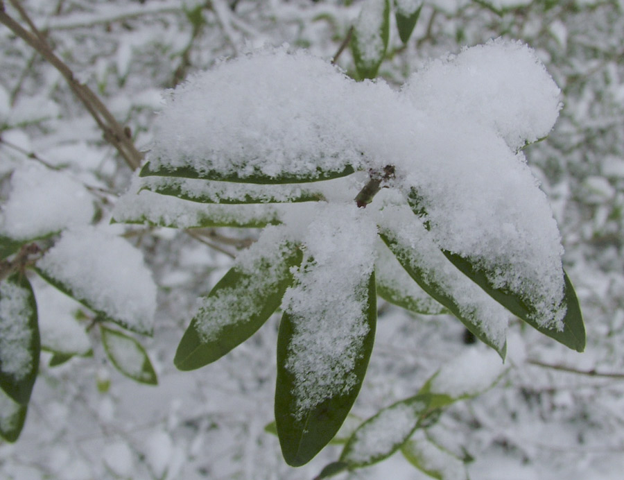 Ich glaub es hat geschneit