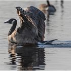 ich glaub ich bin ein Höckerschwan :o)