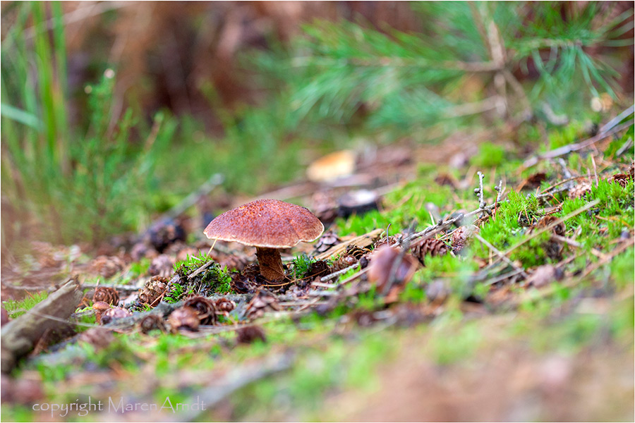 Ich glaub ich bin im Wald