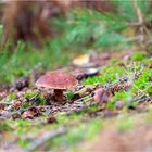 Ich glaub ich bin im Wald