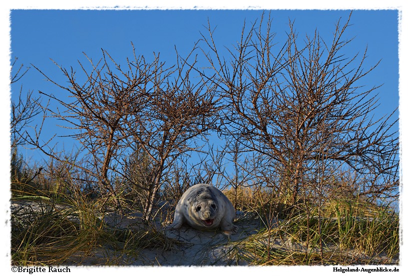 Ich glaub' ich bin im Wald