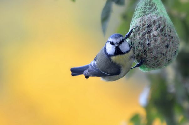 Ich glaub, ich hab ´ne Meise...