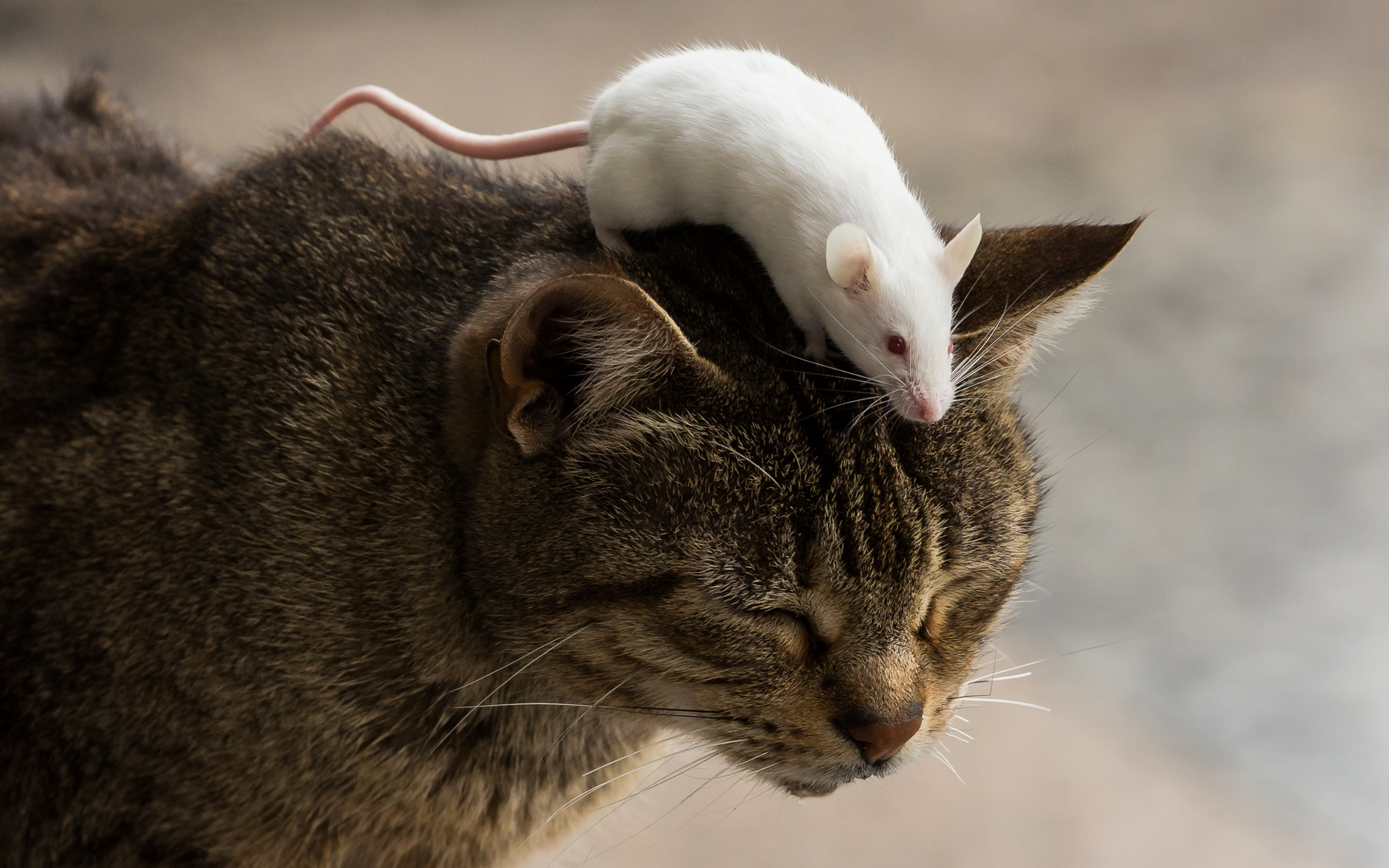 &amp;quot;Ich glaub&amp;#39;, ich seh&amp;#39; schon weiße Mäuse...&amp;quot; Foto &amp; Bild | tiere ...