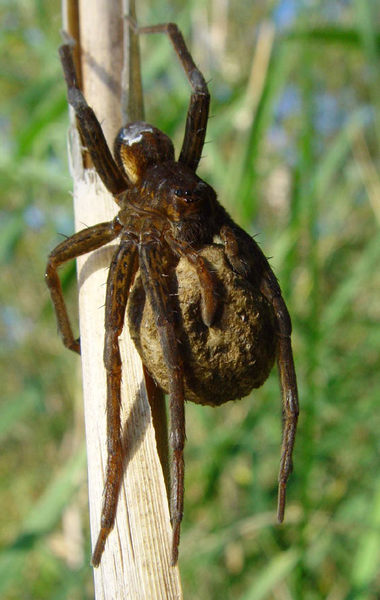 Ich glaub ich Spinne