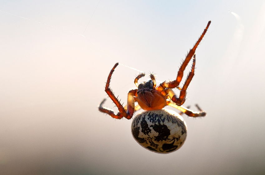 Ich glaub, ich Spinne.