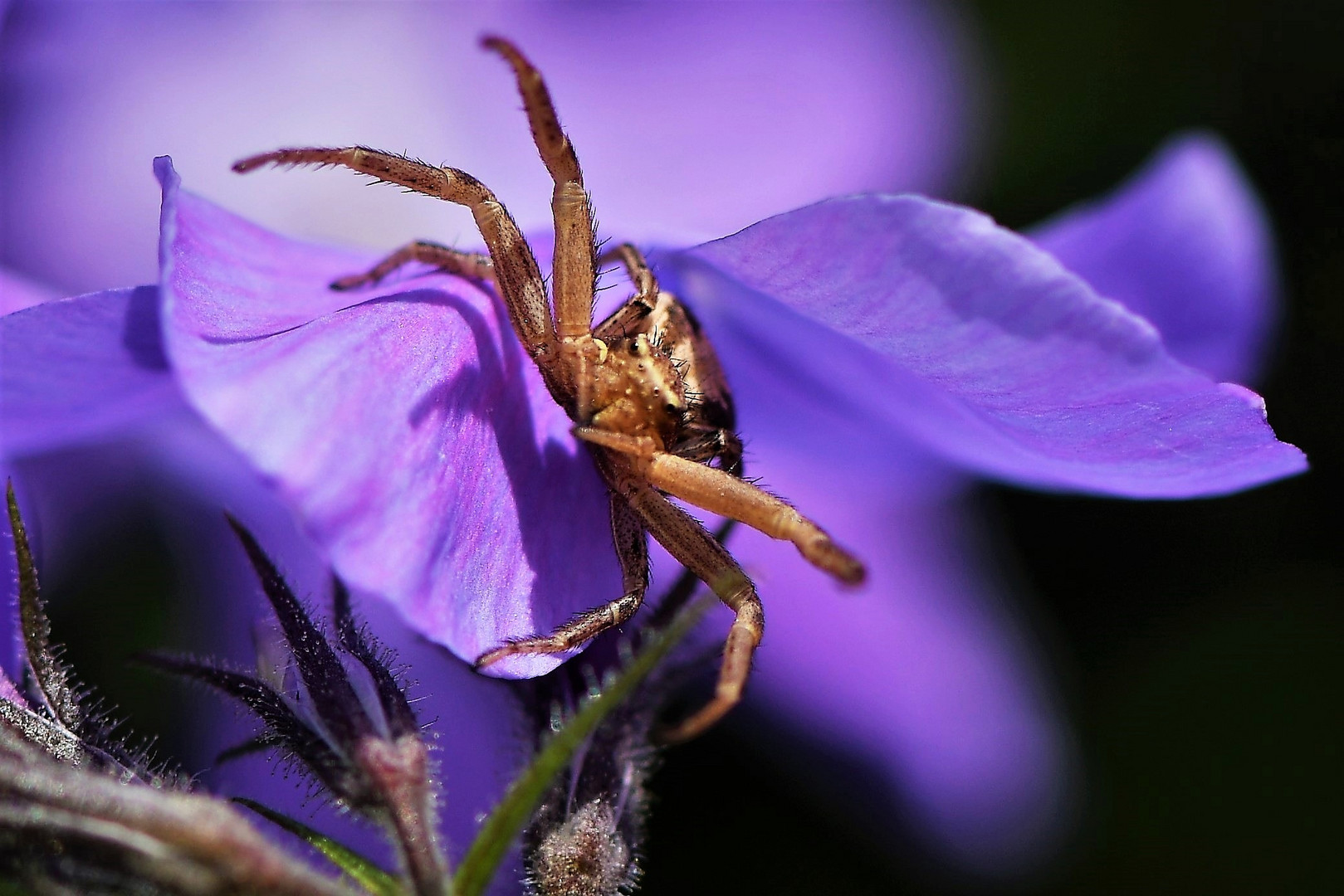 Ich glaub ich spinne