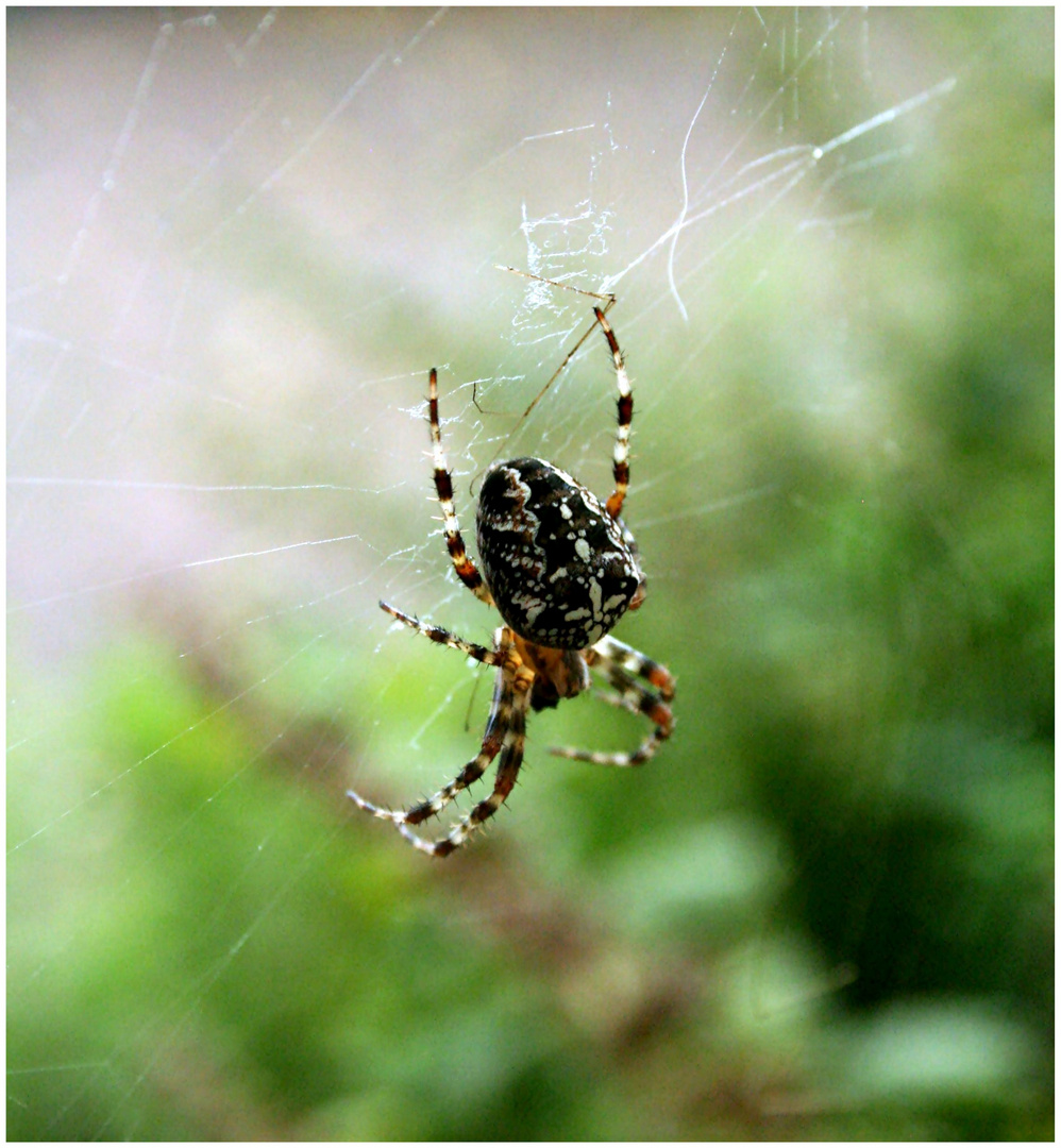 Ich glaub, ich spinne!