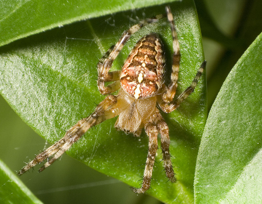 Ich glaub' ich spinne