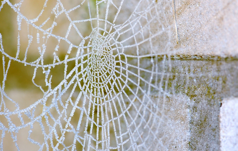 ich glaub, ich spinne...