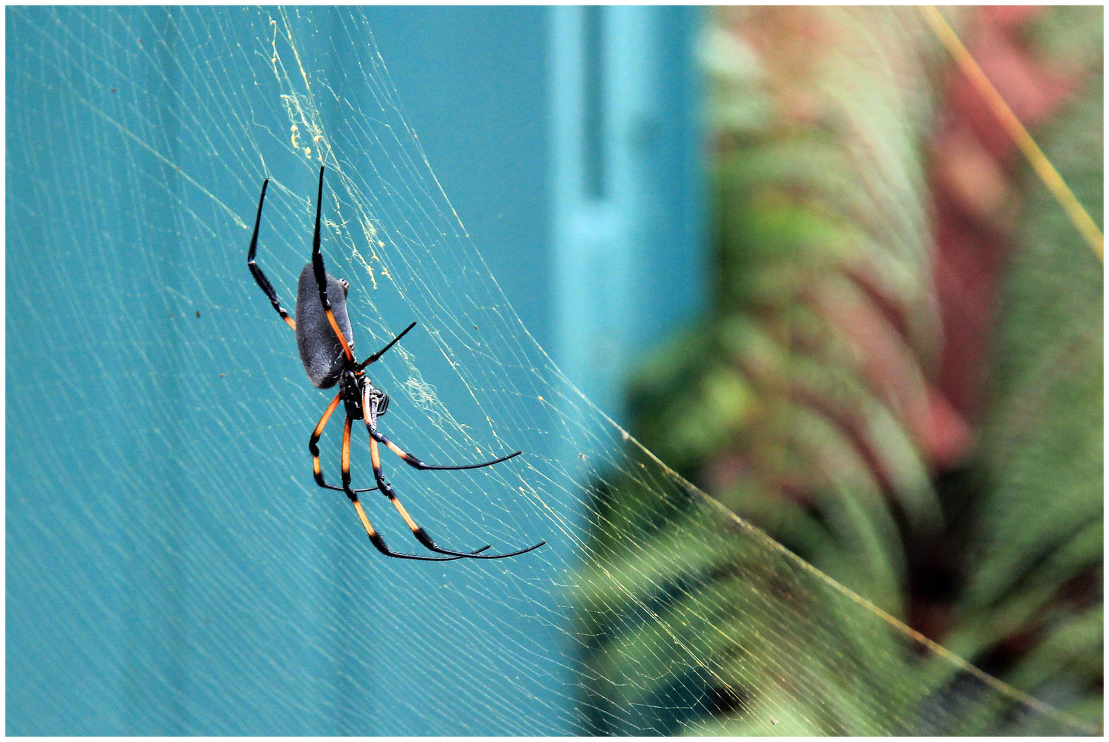 Ich glaub ich spinne....