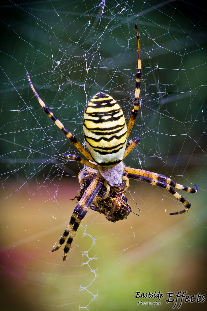 Ich glaub ich Spinne