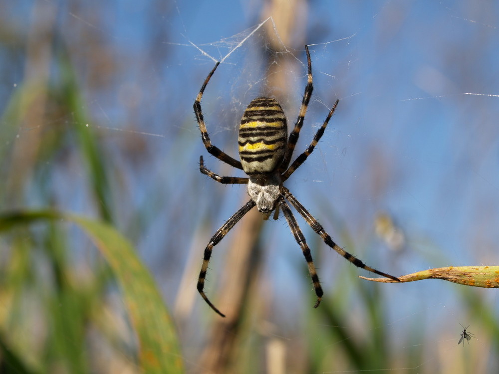 ich glaub' ich spinne