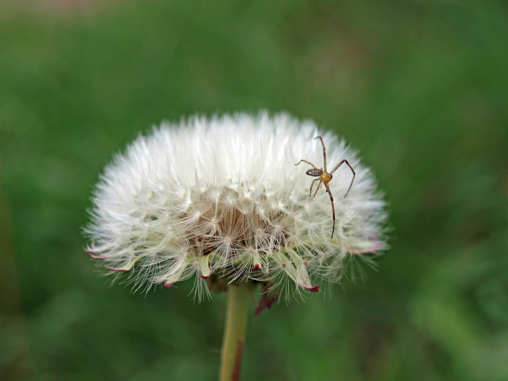 Ich glaub ich spinne...